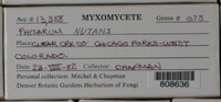 Physarum nutans image